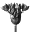 MORPHOSE MORPH