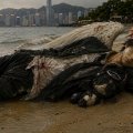 The Pack Is the Painting: Evil Biscuit and the Schizocollage Movement Come to Hong Kong
